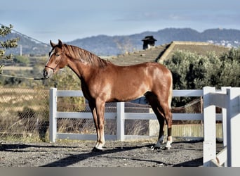 PRE Mestizo, Semental, 3 años, 165 cm, Alazán