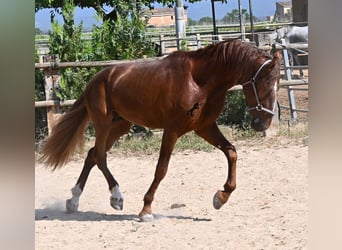 PRE Mestizo, Semental, 3 años, 165 cm, Alazán