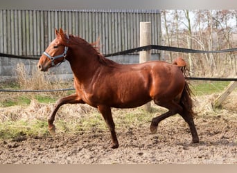 PRE Mestizo, Semental, 3 años, 165 cm, Alazán