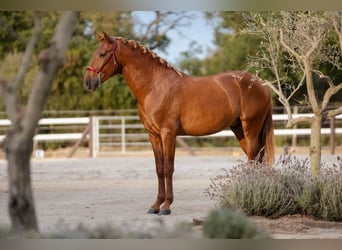 PRE Mestizo, Semental, 3 años, 165 cm, Alazán-tostado