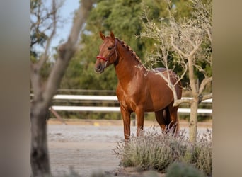 PRE Mestizo, Semental, 3 años, 165 cm, Alazán-tostado