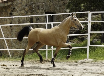PRE, Semental, 3 años, 165 cm, Buckskin/Bayo