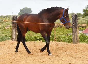 PRE, Semental, 3 años, 165 cm, Castaño