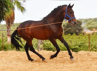 PRE, Semental, 3 años, 165 cm, Castaño
