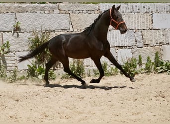 PRE, Semental, 3 años, 165 cm, Castaño