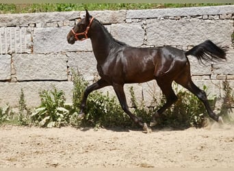 PRE, Semental, 3 años, 165 cm, Castaño