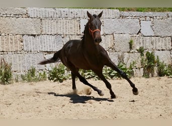 PRE, Semental, 3 años, 165 cm, Castaño