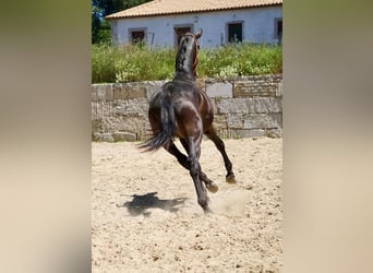 PRE, Semental, 3 años, 165 cm, Castaño