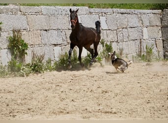 PRE, Semental, 3 años, 165 cm, Castaño