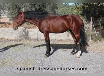 PRE Mestizo, Semental, 3 años, 165 cm, Castaño