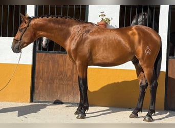 PRE Mestizo, Semental, 3 años, 165 cm, Castaño
