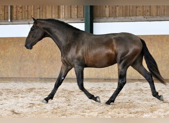 PRE Mestizo, Semental, 3 años, 165 cm, Castaño