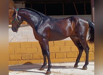 PRE Mestizo, Semental, 3 años, 165 cm, Castaño oscuro
