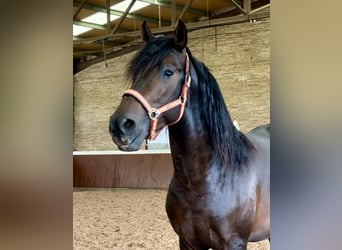 PRE, Semental, 3 años, 165 cm, Castaño oscuro