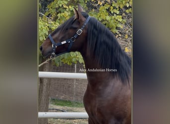 PRE Mestizo, Semental, 3 años, 165 cm, Castaño oscuro