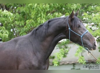 PRE, Semental, 3 años, 165 cm, Castaño oscuro