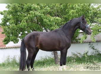 PRE, Semental, 3 años, 165 cm, Castaño oscuro