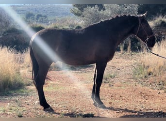 PRE, Semental, 3 años, 165 cm, Negro