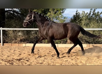 PRE, Semental, 3 años, 165 cm, Negro