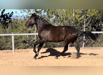 PRE, Semental, 3 años, 165 cm, Negro