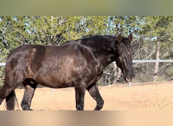 PRE, Semental, 3 años, 165 cm, Negro