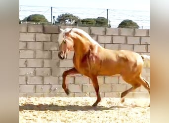 PRE, Semental, 3 años, 165 cm, Palomino