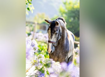 PRE Mestizo, Semental, 3 años, 165 cm, Tordo