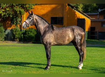 PRE Mestizo, Semental, 3 años, 165 cm, Tordo