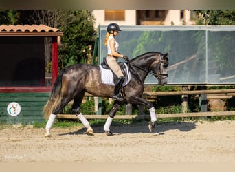 PRE Mestizo, Semental, 3 años, 165 cm, Tordo