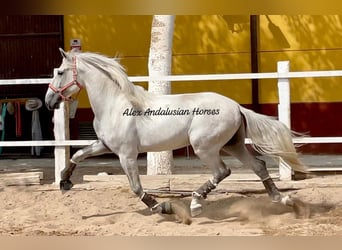 PRE Mestizo, Semental, 3 años, 165 cm, Tordo