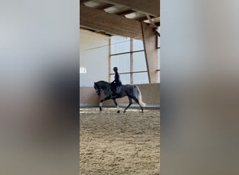 PRE Mestizo, Semental, 3 años, 165 cm, Tordo PRE Mestizo, Semental, 3 años, 165 cm, Tordo