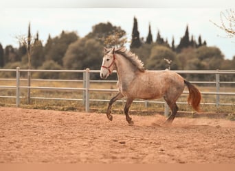 PRE, Semental, 3 años, 165 cm, Tordo