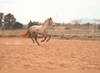 PRE, Semental, 3 años, 165 cm, Tordo