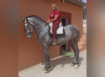 PRE, Semental, 3 años, 165 cm, Tordo rodado