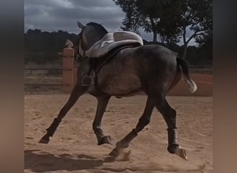 PRE, Semental, 3 años, 165 cm, Tordo rodado