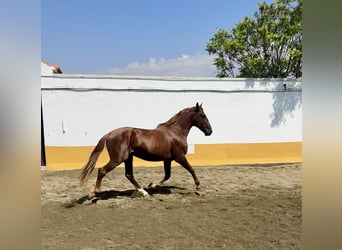 PRE Mestizo, Semental, 3 años, 166 cm, Alazán