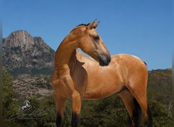 PRE Mestizo, Semental, 3 años, 166 cm