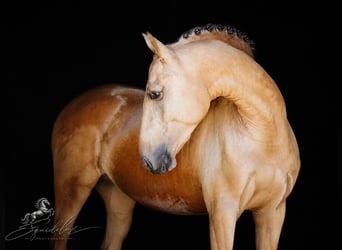 PRE Mestizo, Semental, 3 años, 166 cm