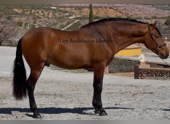 PRE Mestizo, Semental, 3 años, 166 cm, Castaño