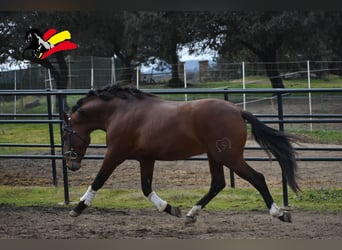 PRE Mestizo, Semental, 3 años, 166 cm, Castaño