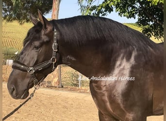 PRE Mestizo, Semental, 3 años, 166 cm, Negro