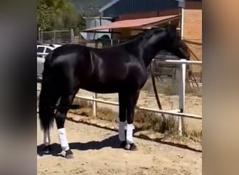 PRE, Semental, 3 años, 166 cm, Negro