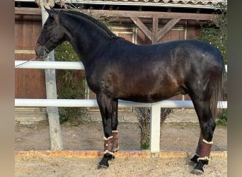 PRE Mestizo, Semental, 3 años, 166 cm, Negro