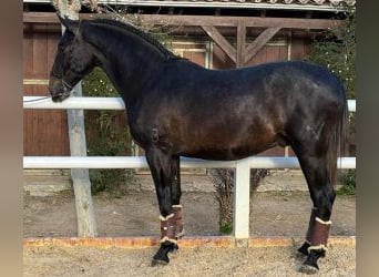 PRE Mestizo, Semental, 3 años, 166 cm, Negro