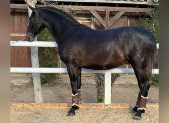 PRE Mestizo, Semental, 3 años, 166 cm, Negro