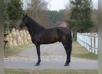 PRE, Semental, 3 años, 166 cm, Negro