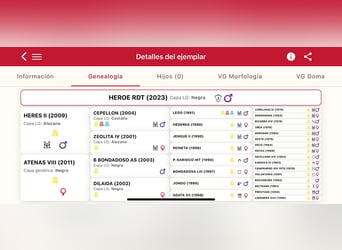PRE, Semental, 3 años, 166 cm, Negro