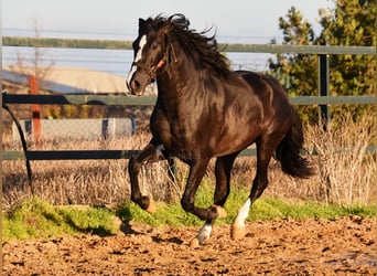 PRE Mestizo, Semental, 3 años, 166 cm, Negro