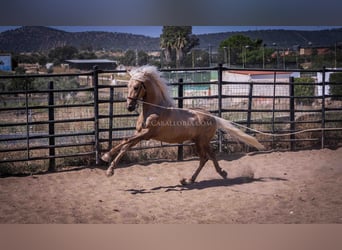 PRE, Semental, 3 años, 166 cm, Palomino