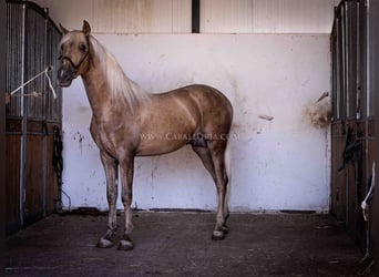 PRE, Semental, 3 años, 166 cm, Palomino